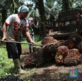 Kehabisan Bensin! Usai Naik 5 Hari Beruntun, Harga CPO Turun