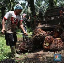 Pasar Was-Was dengan Pasokan, Harga CPO Nanjak Gak Pakai Rem