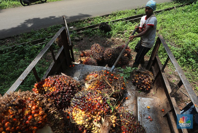 Pekerja mengangkut kelapa sawit kedalam jip di Perkebunan sawit di kawasan Candali Bogor, Jawa Barat, Senin (13/9/2021). (CNBC Indonesia/Andrean Kristianto)
