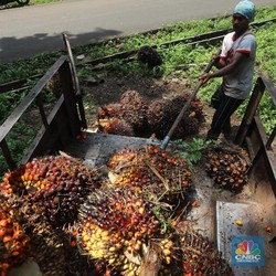 Harga Sawit Tertinggi sejak 6 Bulan Terakhir, RI Ketiban Cuan?