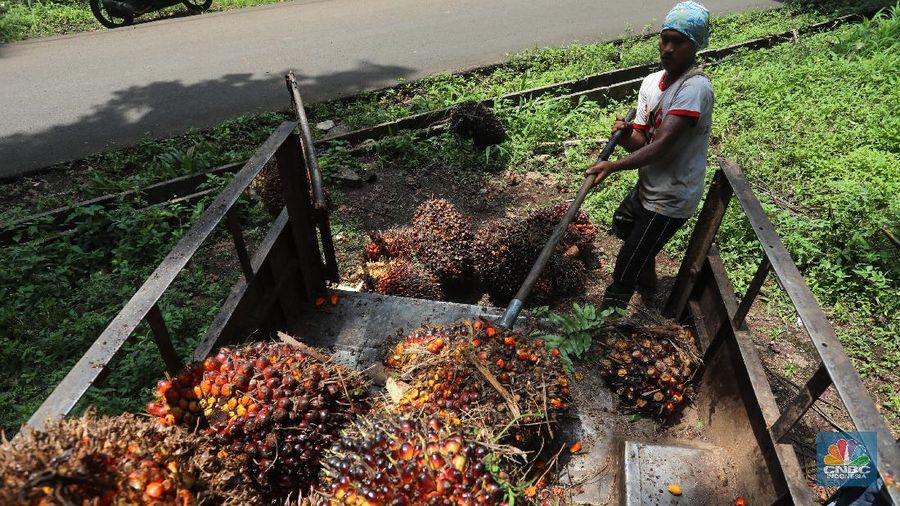 Pekerja mengangkut kelapa sawit kedalam jip di Perkebunan sawit di kawasan Candali Bogor, Jawa Barat, Senin (13/9/2021). (վ/Andrean Kristianto)