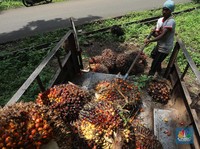 Harga Sawit Tertinggi sejak 6 Bulan Terakhir, RI Ketiban Cuan?