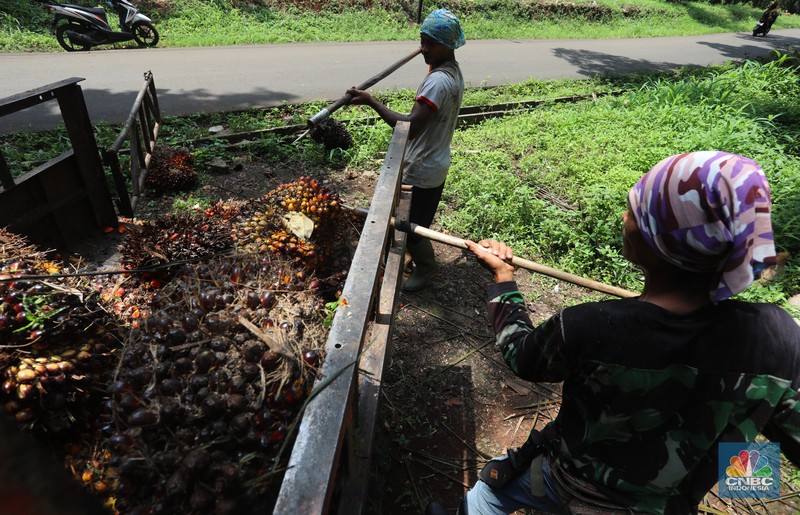 Pekerja mengangkut kelapa sawit kedalam jip di Perkebunan sawit di kawasan Candali Bogor, Jawa Barat, Senin (13/9/2021). (CNBC Indonesia/Andrean Kristianto) Pekerja mengangkut kelapa sawit kedalam jip di Perkebunan sawit di kawasan Candali Bogor, Jawa Barat, Senin (13/9/2021). (CNBC Indonesia/Andrean Kristianto)