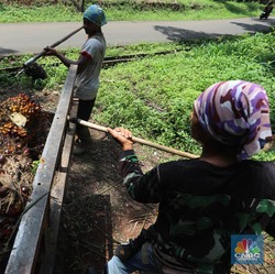 Wow! Harga CPO Capai Level Tertinggi Sepanjang Masa