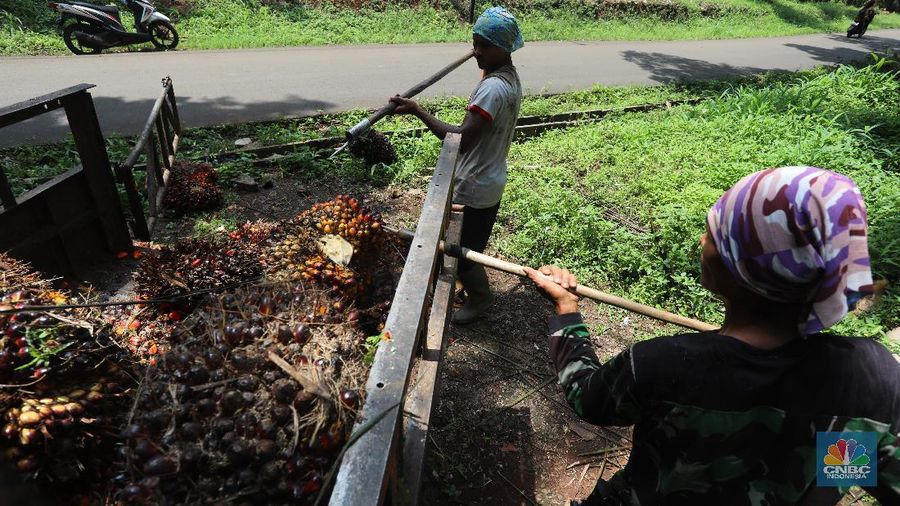 Pekerja mengangkut kelapa sawit kedalam jip di Perkebunan sawit di kawasan Candali Bogor, Jawa Barat, Senin (13/9/2021). (CNBC Indonesia/Andrean Kristianto)
