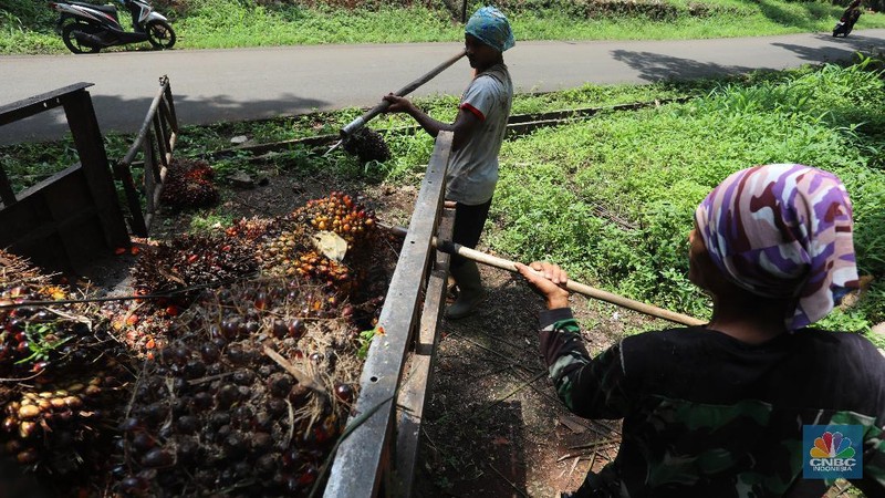 Pekerja mengangkut kelapa sawit kedalam jip di Perkebunan sawit di kawasan Candali Bogor, Jawa Barat, Senin (13/9/2021). (CNBC Indonesia/Andrean Kristianto)