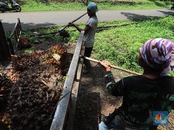 Eropa Cari Gara-gara ke Indonesia, Harga CPO Melesat 1,53%