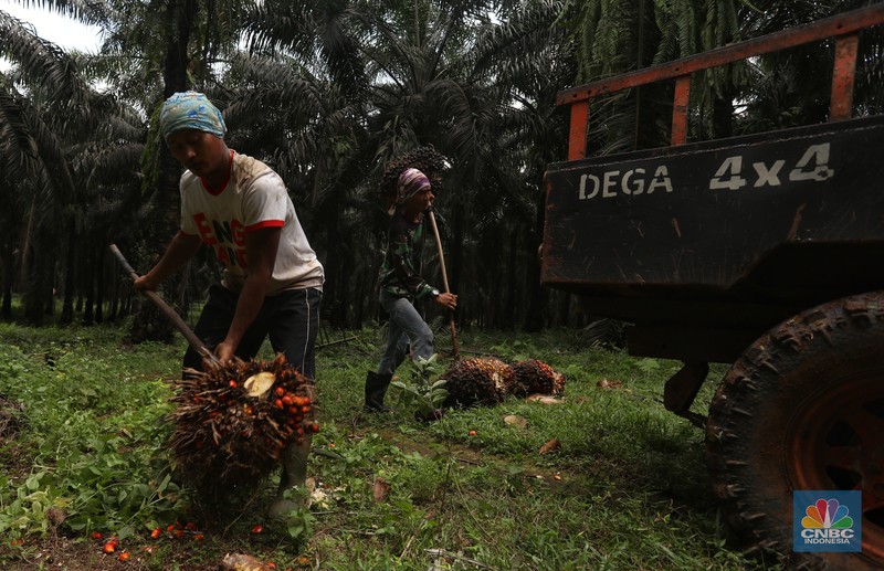 Pekerja mengangkut kelapa sawit kedalam jip di Perkebunan sawit di kawasan Candali Bogor, Jawa Barat, Senin (13/9/2021). (CNBC Indonesia/Andrean Kristianto) Pekerja mengangkut kelapa sawit kedalam jip di Perkebunan sawit di kawasan Candali Bogor, Jawa Barat, Senin (13/9/2021). (CNBC Indonesia/Andrean Kristianto)