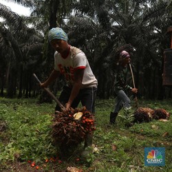 Harga CPO Turun Akibat Upaya Diplomatik Perang Israel Hamas