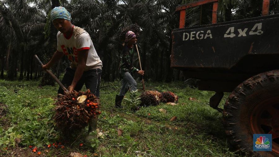 Pekerja mengangkut kelapa sawit kedalam jip di Perkebunan sawit di kawasan Candali Bogor, Jawa Barat, Senin (13/9/2021). (վ/Andrean Kristianto)