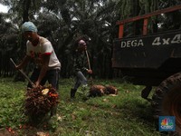 Curhat Pengusaha: Ormas Tak Dikasih THR, Sawit Dijarah