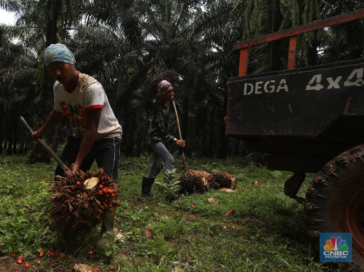Aksi Preman Ormas Ganggu Industri Sawit Menjelang Idul Fitri