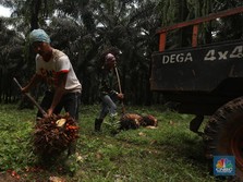 Jokowi Bakal Stop Ekspor CPO, Saham Produsennya Ambles
