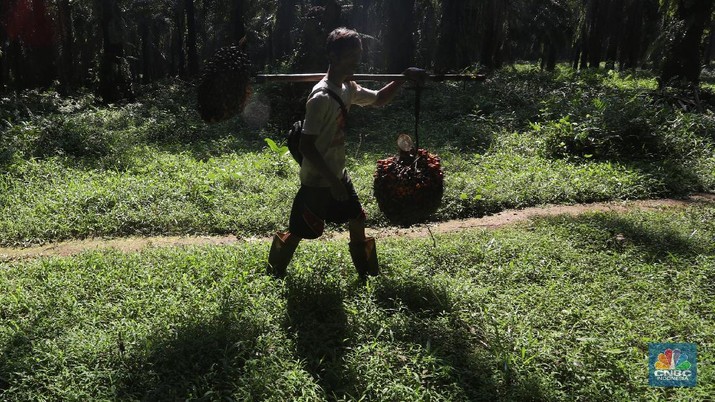 Pekerja mengangkut kelapa sawit kedalam jip di Perkebunan sawit di kawasan Candali Bogor, Jawa Barat, Senin (13/9/2021). (CNBC Indonesia/Andrean Kristianto) Pekerja mengangkut kelapa sawit kedalam jip di Perkebunan sawit di kawasan Candali Bogor, Jawa Barat, Senin (13/9/2021). (CNBC Indonesia/Andrean Kristianto)
