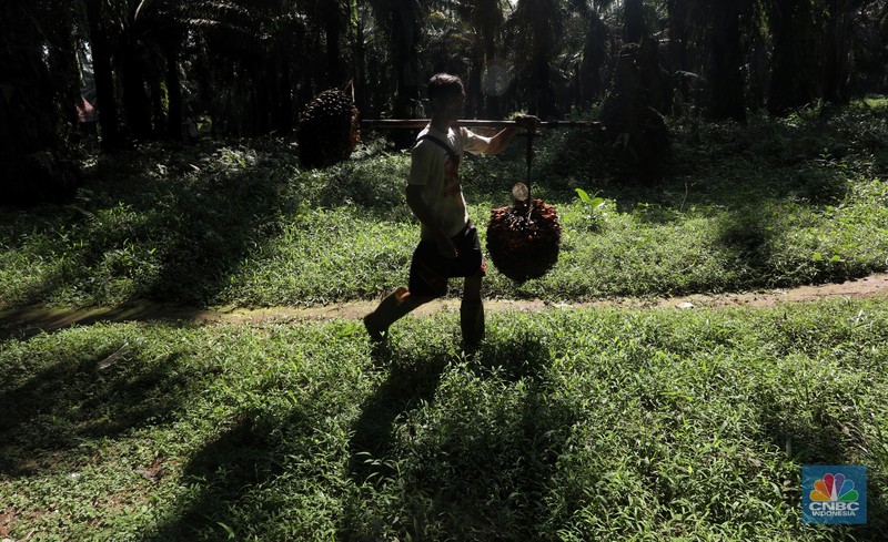 Pekerja mengangkut kelapa sawit kedalam jip di Perkebunan sawit di kawasan Candali Bogor, Jawa Barat, Senin (13/9/2021). (CNBC Indonesia/Andrean Kristianto) Pekerja mengangkut kelapa sawit kedalam jip di Perkebunan sawit di kawasan Candali Bogor, Jawa Barat, Senin (13/9/2021). (CNBC Indonesia/Andrean Kristianto)