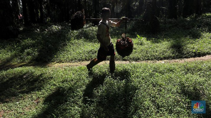 Pekerja mengangkut kelapa sawit kedalam jip di Perkebunan sawit di kawasan Candali Bogor, Jawa Barat, Senin (13/9/2021). (CNBC Indonesia/Andrean Kristianto)