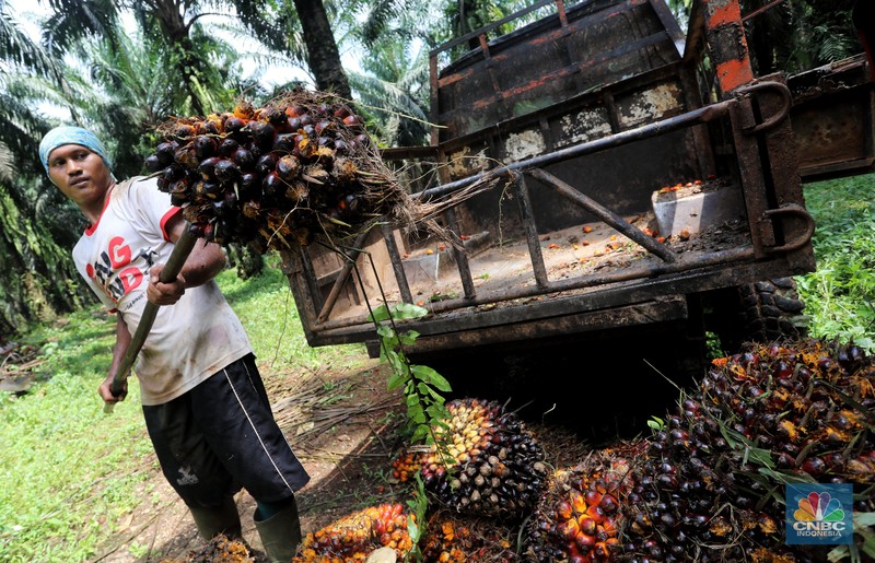 Pekerja mengangkut kelapa sawit kedalam jip di Perkebunan sawit di kawasan Candali Bogor, Jawa Barat, Senin (13/9/2021). (CNBC Indonesia/Andrean Kristianto) Pekerja mengangkut kelapa sawit kedalam jip di Perkebunan sawit di kawasan Candali Bogor, Jawa Barat, Senin (13/9/2021). (CNBC Indonesia/Andrean Kristianto)