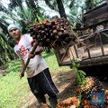 Dibalik Potensi Melimpah: Buruh Sawit Punya Masalah Serius!