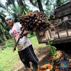 Sempat Menguat Dua Hari Beruntun, Harga CPO Turun Lagi