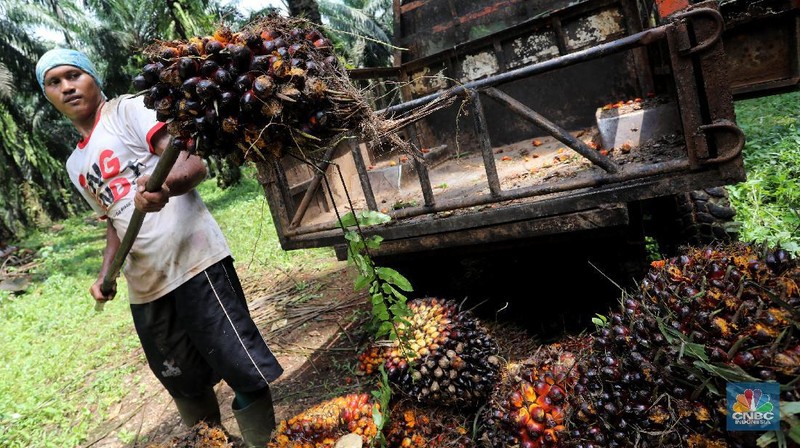 Pekerja mengangkut kelapa sawit kedalam jip di Perkebunan sawit di kawasan Candali Bogor, Jawa Barat, Senin (13/9/2021). (CNBC Indonesia/Andrean Kristianto)