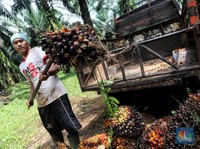 Bursa CPO RI Meluncur Hari Ini, Harga di Malaysia Masih Turun
