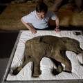 Kaget Gak? Startup Ini Klaim Bisa Hidupkan Lagi Mammoth Purba