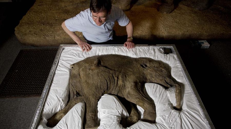 Mammoth researcher Professor Adrian Lister poses for photographs looking at Lyuba, a baby woolly mammoth considered to be the most complete example of the species ever found, at the Natural History Museum in London, Monday, May 19, 2014.  Lyuba, her name taken from the word for love in Russian, was discovered frozen in clay and mud in Russia's Yamal Peninsula of Siberia in 2007 and is estimated to have died around 42,000 years ago at one month old.  She is 85cm tall and 130 cm long, and is on loan from Russia's Shemanovsky Museum to feature in the exhibition 