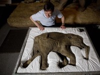 Kaget Gak? Startup Ini Klaim Bisa Hidupkan Lagi Mammoth Purba