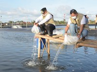 Pembudidaya Ikan Milenial Mulai Budidaya Udang Vaname