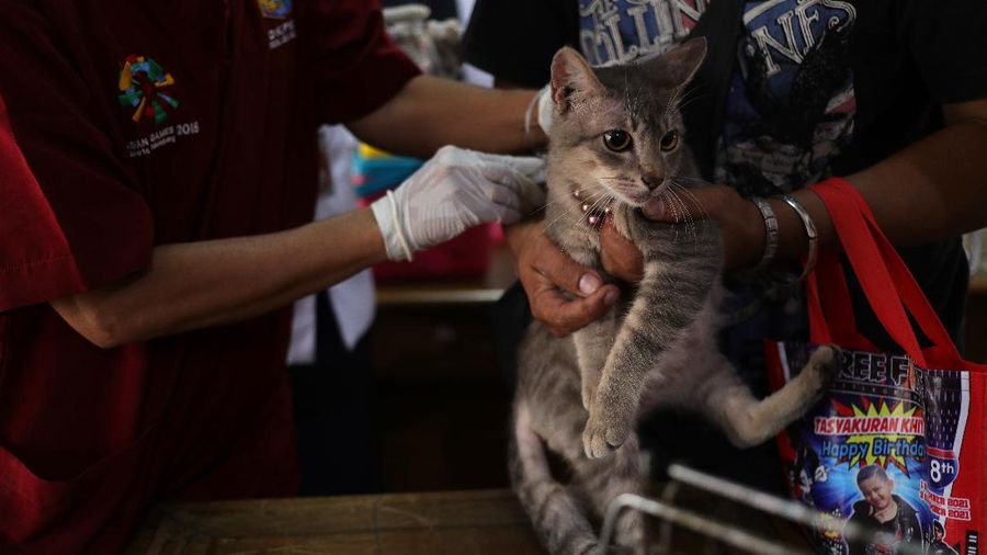 Vaksin Rabies umtuk Hewan Peliharaan (CNBC Indonesia/Tri Susilo)