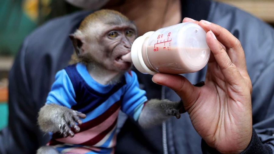 Vaksin Rabies umtuk Hewan Peliharaan (CNBC Indonesia/Tri Susilo)