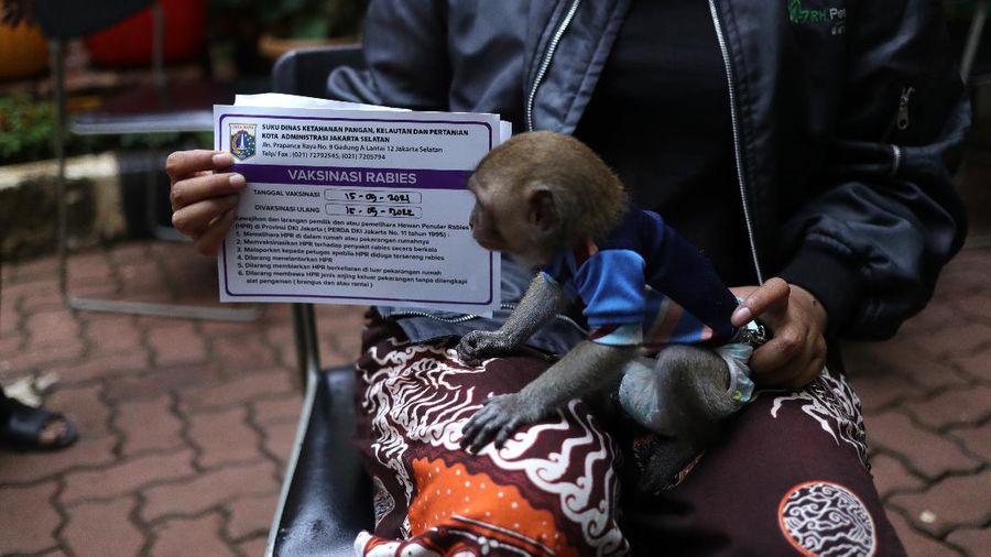 Vaksin Rabies umtuk Hewan Peliharaan (CNBC Indonesia/Tri Susilo)