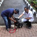 Petaka Baru Hantam Thailand, Wabah Rabies Meluas-Ancam Manusia