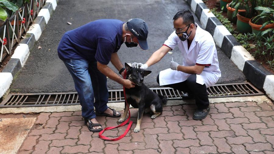 Vaksin Rabies umtuk Hewan Peliharaan (CNBC Indonesia/Tri Susilo)