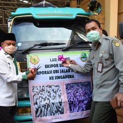 Bukan Kaleng-kaleng, Ubi Jalar Jabar Tembus Pasar Singapura