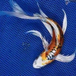 Ampuh Hilangkan Stres, Cek Jenis Ikan Koi dan Harganya