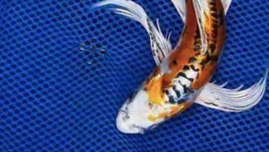 Koi Kumpay Slayer (Tangkapan Layar via Tokopedia/ aurora_ollshop)