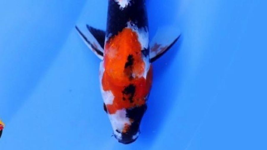 Koi Showa (Tangkapan Layar via Tokopedia/ Raks_Shop_)
