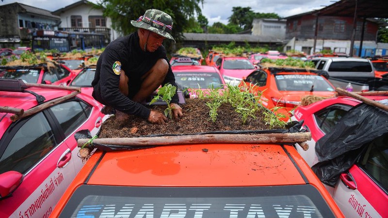 A worker plants vegetables on a roof of unused taxi due to the business crisis caused by the coronavirus disease (COVID-19) pandemic at a taxi garage in Bangkok, Thailand, September 16, 2021. Picture taken September 16, 2021. REUTERS/Chalinee Thirasupa
