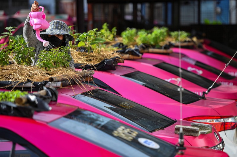 A worker plants vegetables on a roof of unused taxi due to the business crisis caused by the coronavirus disease (COVID-19) pandemic at a taxi garage in Bangkok, Thailand, September 16, 2021. Picture taken September 16, 2021. REUTERS/Chalinee Thirasupa