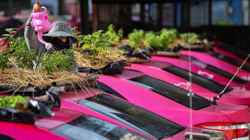 A worker plants vegetables on a roof of unused taxi due to the business crisis caused by the coronavirus disease (COVID-19) pandemic at a taxi garage in Bangkok, Thailand, September 16, 2021. Picture taken September 16, 2021. REUTERS/Chalinee Thirasupa