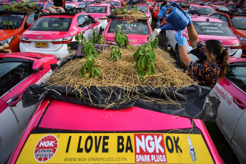 Akibat Pandemi Taksi di bangkok Thailand dijadikan Untuk menanam Sayuran A worker plants vegetables on a roof of unused taxi due to the business crisis caused by the coronavirus disease (COVID-19) pandemic at a taxi garage in Bangkok, Thailand, September 16, 2021. Picture taken September 16, 2021. REUTERS/Chalinee Thirasupa