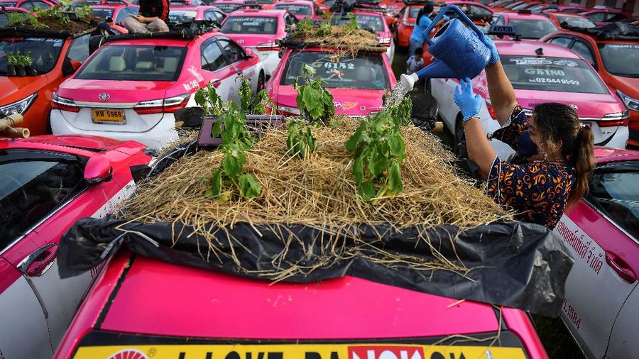 A worker plants vegetables on a roof of unused taxi due to the business crisis caused by the coronavirus disease (COVID-19) pandemic at a taxi garage in Bangkok, Thailand, September 16, 2021. Picture taken September 16, 2021. REUTERS/Chalinee Thirasupa