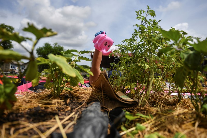 Akibat Pandemi Taksi di bangkok Thailand dijadikan Untuk menanam Sayuran A worker plants vegetables on a roof of unused taxi due to the business crisis caused by the coronavirus disease (COVID-19) pandemic at a taxi garage in Bangkok, Thailand, September 16, 2021. Picture taken September 16, 2021. REUTERS/Chalinee Thirasupa