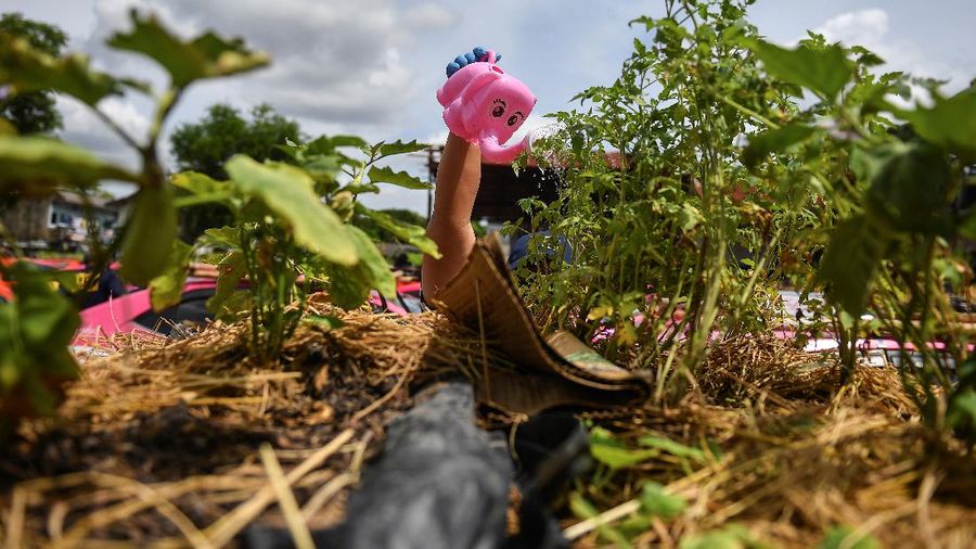 A worker plants vegetables on a roof of unused taxi due to the business crisis caused by the coronavirus disease (COVID-19) pandemic at a taxi garage in Bangkok, Thailand, September 16, 2021. Picture taken September 16, 2021. REUTERS/Chalinee Thirasupa