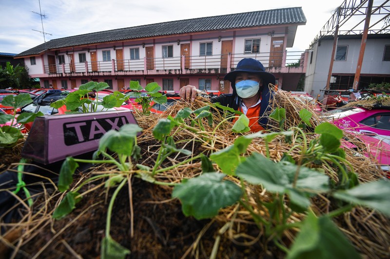 A worker plants vegetables on a roof of unused taxi due to the business crisis caused by the coronavirus disease (COVID-19) pandemic at a taxi garage in Bangkok, Thailand, September 16, 2021. Picture taken September 16, 2021. REUTERS/Chalinee Thirasupa