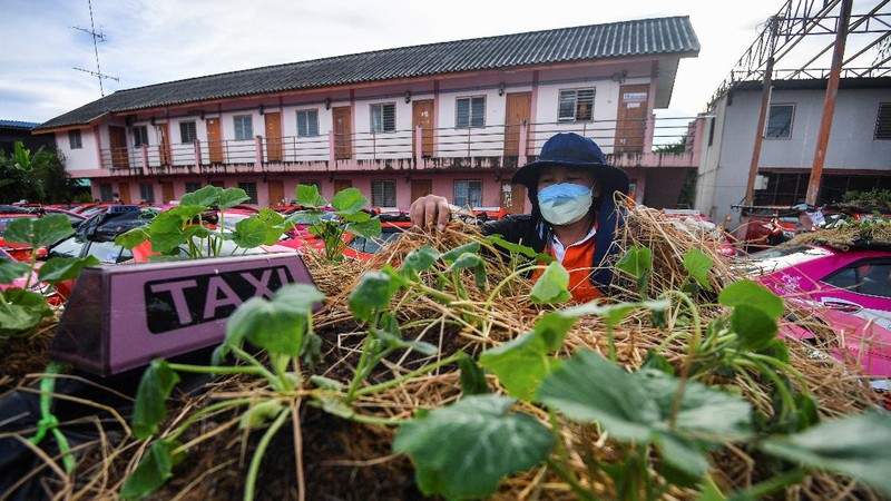 A worker plants vegetables on a roof of unused taxi due to the business crisis caused by the coronavirus disease (COVID-19) pandemic at a taxi garage in Bangkok, Thailand, September 16, 2021. Picture taken September 16, 2021. REUTERS/Chalinee Thirasupa