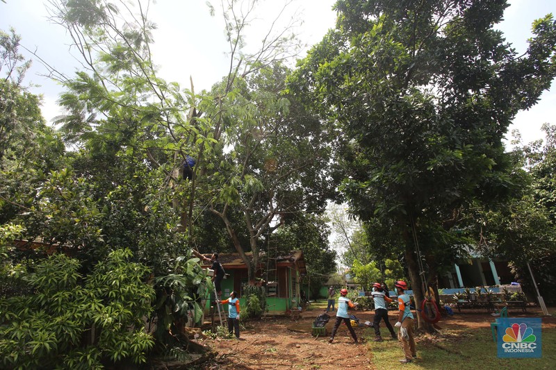 Puting beliung akibat curah hujan tinggi di Depok Sejumlah relawan dibantu para guru sekolah alam saat melakukan evakuasi pohon tumbang akibat puting beliung di Depok, Jawa Barat, Rabu 22 September 2021. Kawasan Depok dilanda hujan angin hingga hujan es di daerah Beji, Kota Depok kemarin (21/9) sore. Akibat hujan angin di Depok, pohon tumbang pun tak bisa dielakkan. Berdasarkan data Pemadam Kebakaran (Damkar), setidaknya ada enam lokasi pohon tumbang di Depok. Sejumlah relawan hingga kini mengevakuasi potongan pohon yg menimpa bagian yang rusak kanopi. Akibat kejadian tersebut proses kegiatan belajar mengajar untuk sementara diberhentikan. Salah satu guru di sekolah alam, Ode mengatakan tidak ada korban jiwa. Kerugian hanya materil dan pohon yang menimpa atap sekolah. (CNBC Indonesia/ Muhammad Sabki)