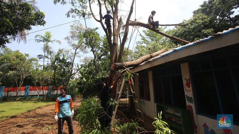 Sejumlah relawan dibantu para guru sekolah alam saat melakukan evakuasi pohon tumbang akibat puting beliung di Depok, Jawa Barat, Rabu 22 September 2021. Kawasan Depok dilanda hujan angin hingga hujan es di daerah Beji, Kota Depok kemarin (21/9) sore. Akibat hujan angin di Depok, pohon tumbang pun tak bisa dielakkan. Berdasarkan data Pemadam Kebakaran (Damkar), setidaknya ada enam lokasi pohon tumbang di Depok. Sejumlah relawan hingga kini mengevakuasi potongan pohon yg menimpa bagian yang rusak  kanopi. Akibat kejadian tersebut proses kegiatan belajar mengajar untuk sementara diberhentikan. Salah satu guru di sekolah alam, Ode mengatakan tidak ada korban jiwa. Kerugian hanya materil dan  pohon yang menimpa atap sekolah. (CNBC Indonesia/ Muhammad Sabki)