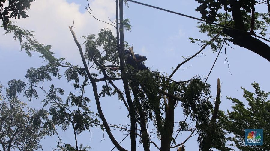 Sejumlah relawan dibantu para guru sekolah alam saat melakukan evakuasi pohon tumbang akibat puting beliung di Depok, Jawa Barat, Rabu 22 September 2021. Kawasan Depok dilanda hujan angin hingga hujan es di daerah Beji, Kota Depok kemarin (21/9) sore. Akibat hujan angin di Depok, pohon tumbang pun tak bisa dielakkan. Berdasarkan data Pemadam Kebakaran (Damkar), setidaknya ada enam lokasi pohon tumbang di Depok. Sejumlah relawan hingga kini mengevakuasi potongan pohon yg menimpa bagian yang rusak  kanopi. Akibat kejadian tersebut proses kegiatan belajar mengajar untuk sementara diberhentikan. Salah satu guru di sekolah alam, Ode mengatakan tidak ada korban jiwa. Kerugian hanya materil dan  pohon yang menimpa atap sekolah. (CNBC Indonesia/ Muhammad Sabki)